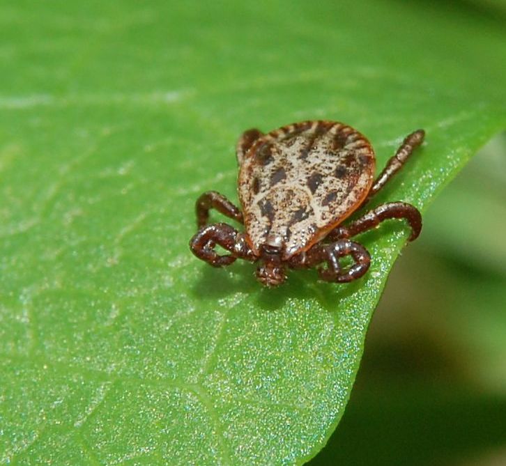 Dermacentor_reticulatus Auwaldzecke Überträger der Babesiose Hundemalaria