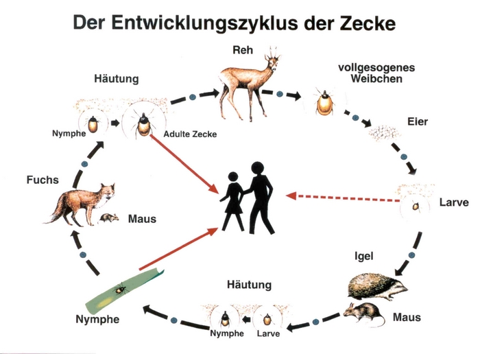 Entwicklungszyklus der Zecke