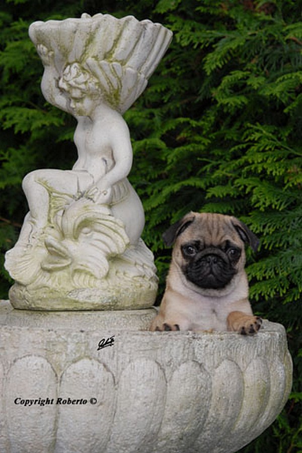 Mops Welpen vom Mägdebrunnen