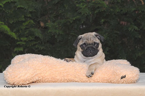 Mops Welpen vom Mägdebrunnen