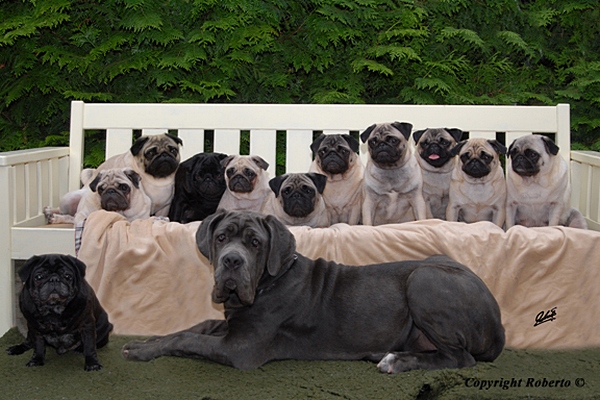 Mops Welpen vom Mägdebrunnen