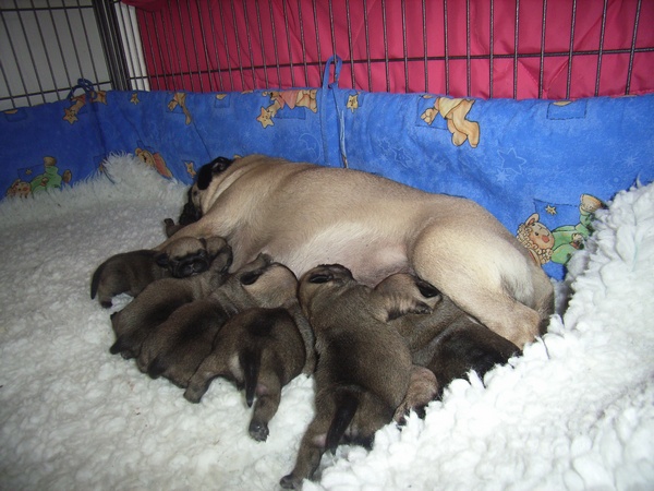 Mops Welpen beim säugen