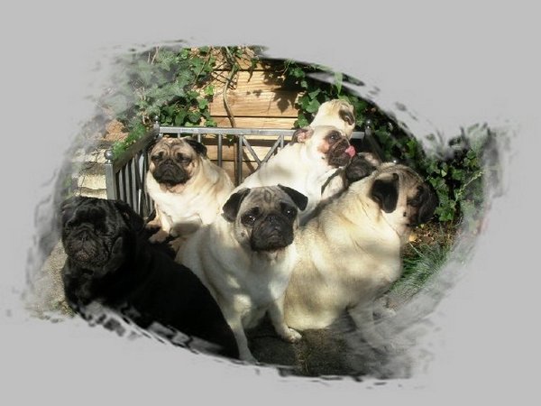 Mops Welpen in der Sonne