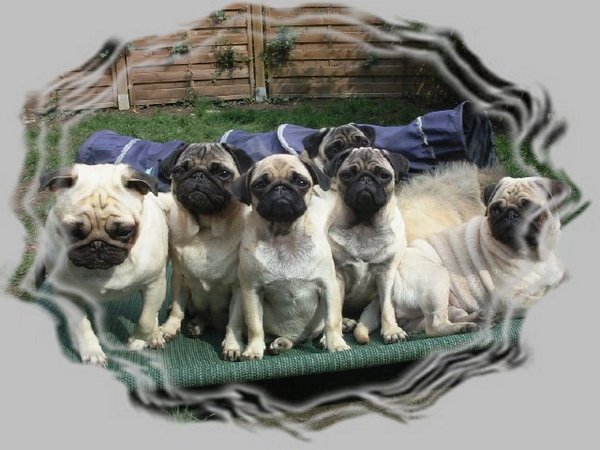 Mops Welpen im Garten