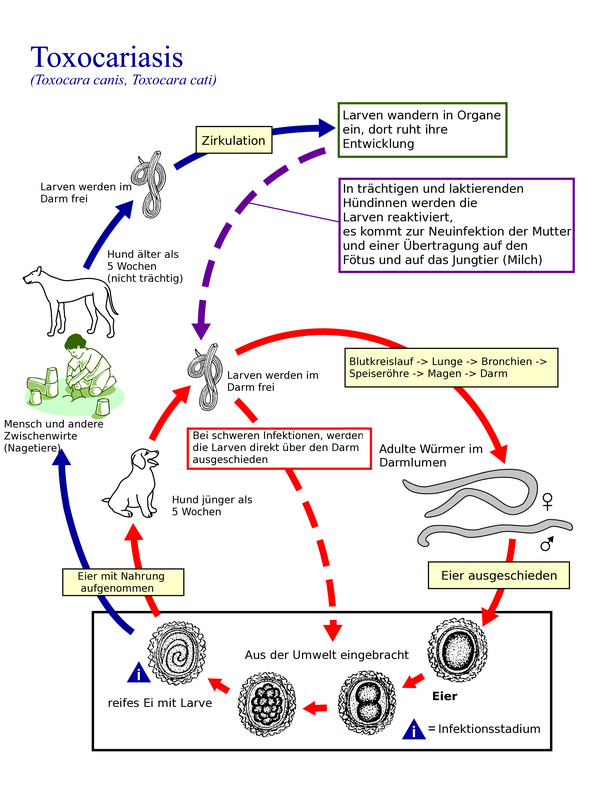 Toxocara_Lebenszyklus Spulwürmer Spulwurm