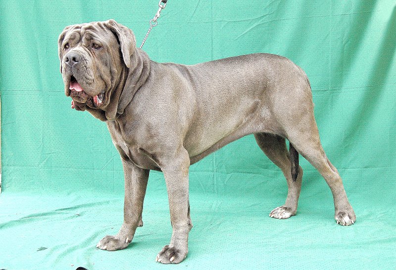 mastino napoletano holly